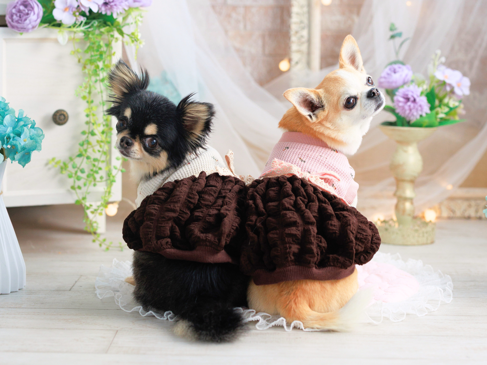 バレンタインにおすすめのドッグウェア一覧